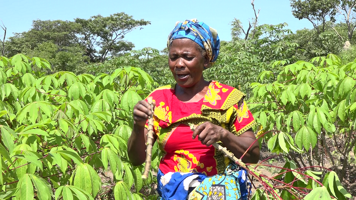Cassava farmer